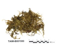 藏品(松蘿苔)的圖片